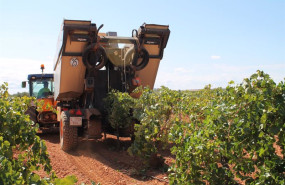 ep archivo un trabajador utiliza un tractor para recoger uvas de una cosecha en la vendimia ep archivo un trabajador utiliza un tractor para recoger uvas de una cosecha en la vendimia