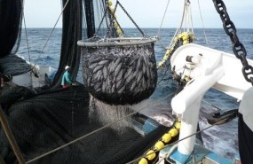 ep barco atuneropesca