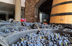 ep imagen de la vendimia de 2025 en la do bierzo