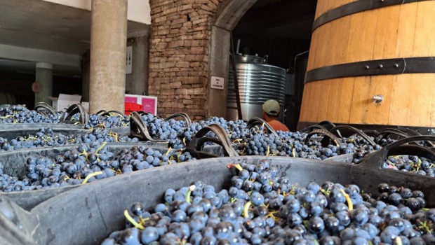 ep imagen de la vendimia de 2025 en la do bierzo