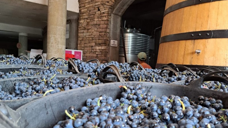 ep imagen de la vendimia de 2025 en la do bierzo