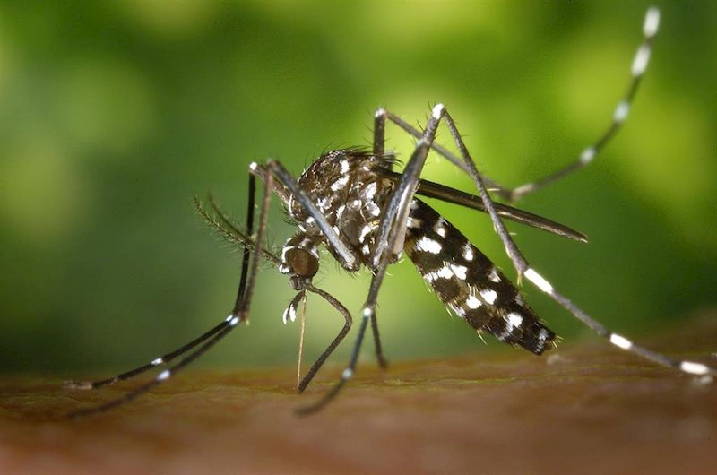 ep mosquito tigre aedes albopictus