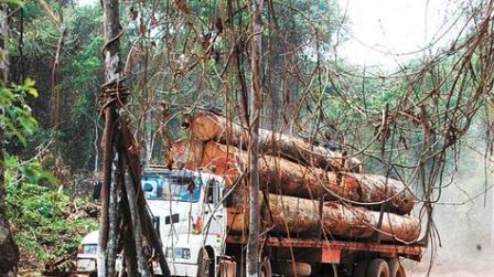 explotacion forestal chile bosque