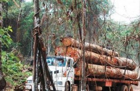 explotacion forestal chile bosque explotacion forestal chile bosque