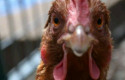 cbpollo asd98a11 cbpollo asd98a11