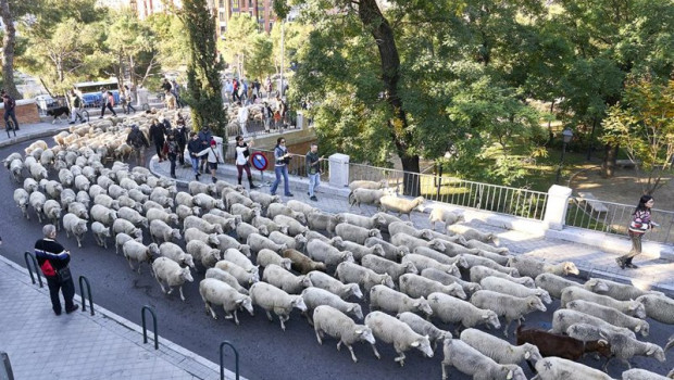 ep archivo   ovejas del rebano trashumante que celebra la xxviii fiesta de la trashumancia