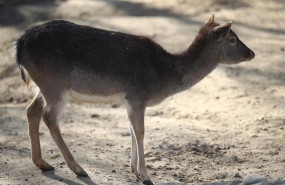 ep cierva ciervas zoomadrid animal animales