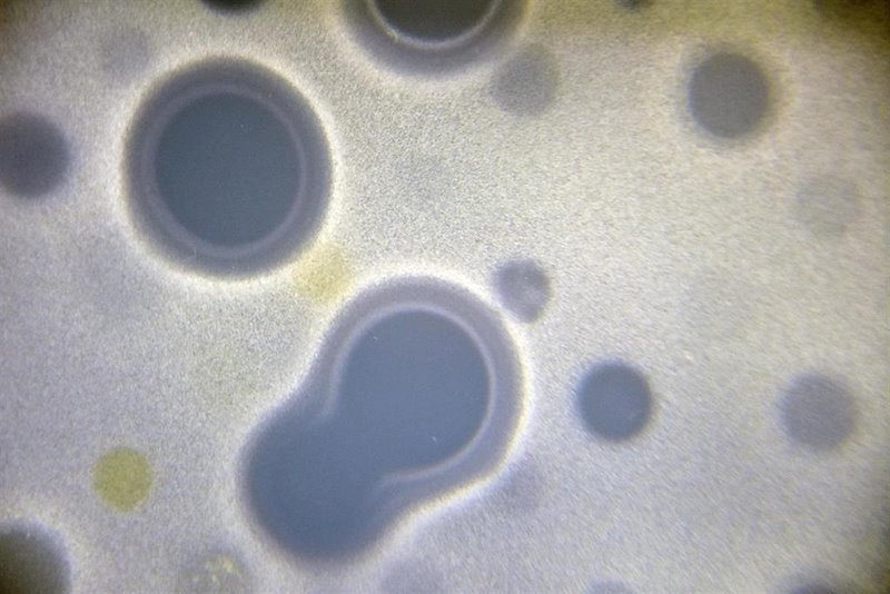 ep halos de inhibicion de extractos de productos naturales con propiedades antibacterianas