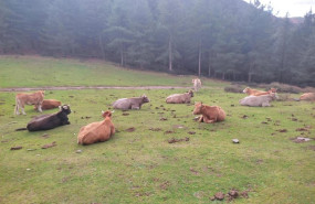 ep imagen de vacas