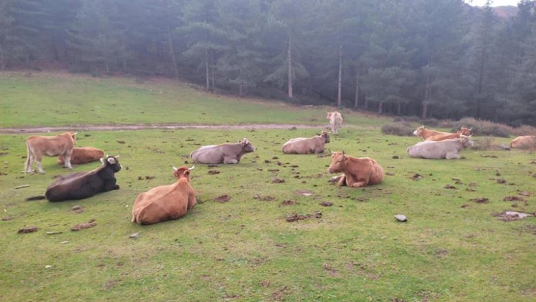 ep imagen de vacas