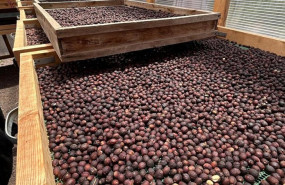 ep las solicitudes de las igp tomate canario y cafe de agaete inician una nueva fase de tramitacion ep las solicitudes de las igp tomate canario y cafe de agaete inician una nueva fase de tramitacion