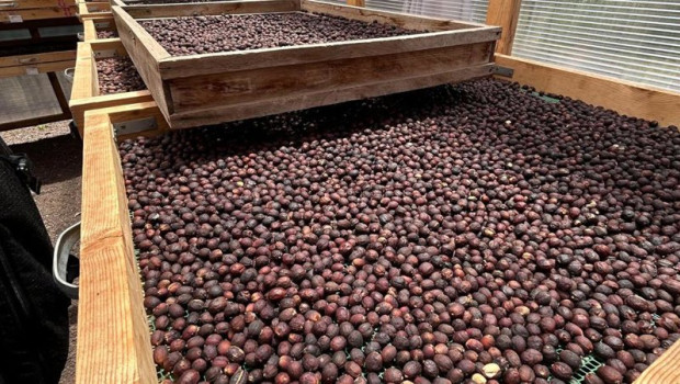 ep las solicitudes de las igp tomate canario y cafe de agaete inician una nueva fase de tramitacion