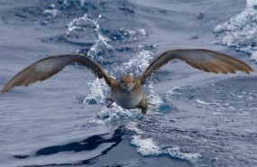 ep pardela balear especie endemicaamenazada mundialmente