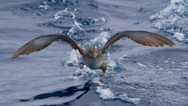 ep pardela balear especie endemicaamenazada mundialmente