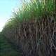 sugarcane