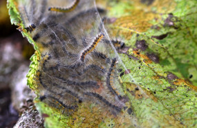 1636974793 procesionaria