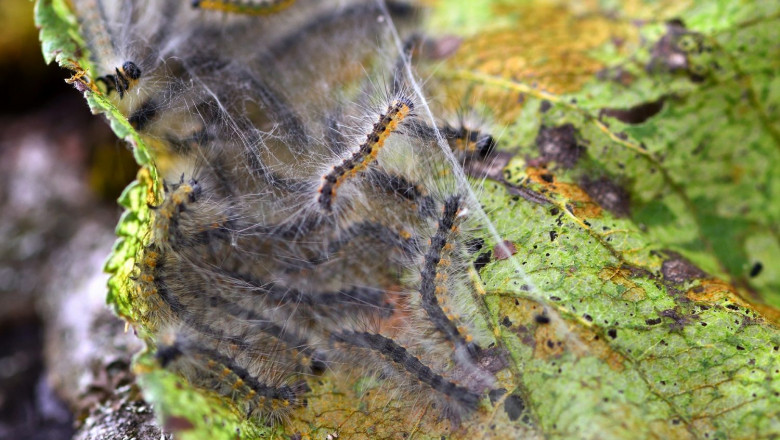 1636974793 procesionaria