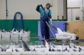 ep archivo   los marineros del barco y los trabajadores de la lonja descargan las piezas del tunido