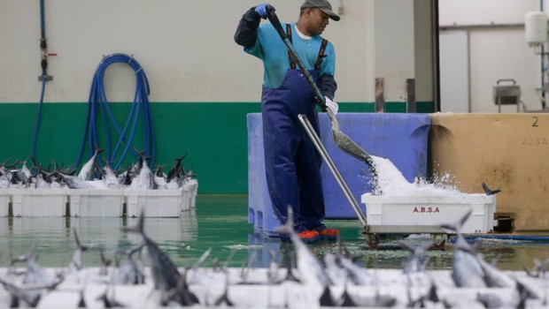 ep archivo   los marineros del barco y los trabajadores de la lonja descargan las piezas del tunido