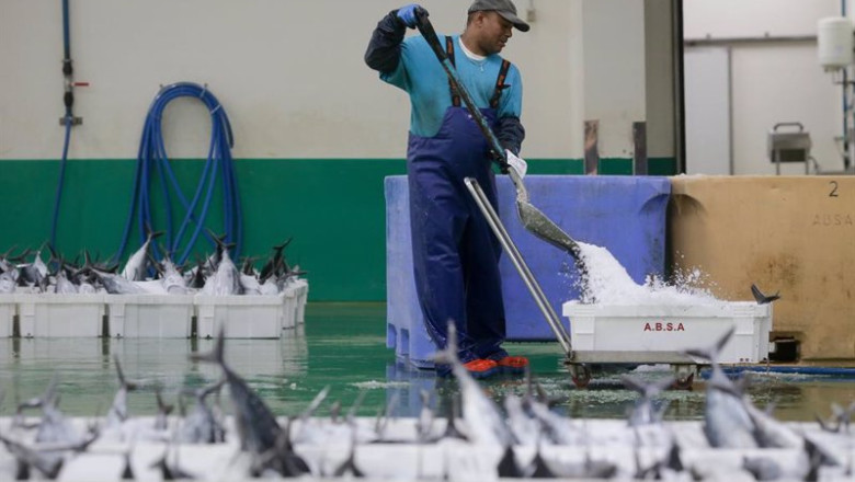 ep archivo los marineros del barco y los trabajadores de la lonja descargan las piezas del tunido ep archivo los marineros del barco y los trabajadores de la lonja descargan las piezas del tunido