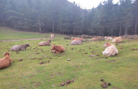 ep archivo   vacas sueltas en alonsotegi bizkaia