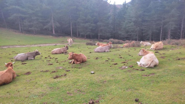 ep archivo   vacas sueltas en alonsotegi bizkaia