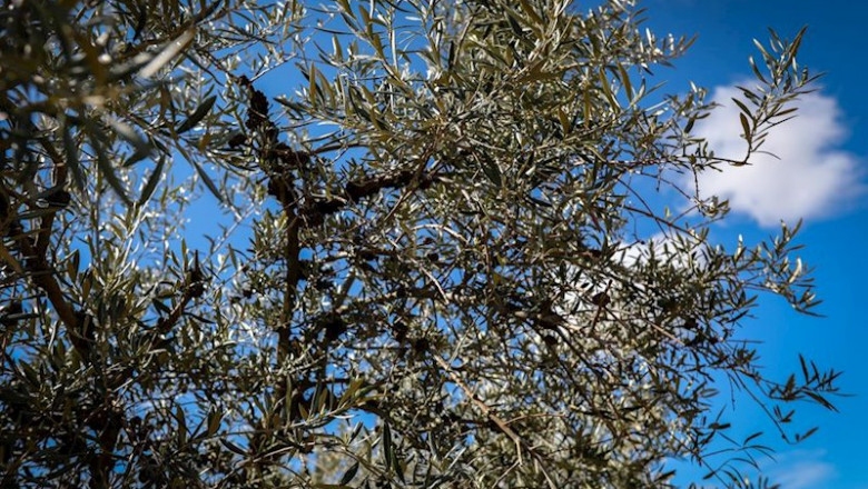 Detalle de hojas de olivo | Jesús Hellín - Europa Press - Archivo ep detalle de hojas de olivo