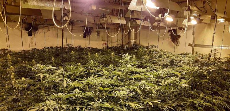 ep endesa estima que el fraude electrico por las plantaciones de marihuana se ha disparado un 70 en ep endesa estima que el fraude electrico por las plantaciones de marihuana se ha disparado un 70 en