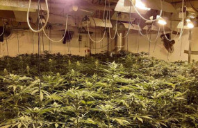 ep endesa estima que el fraude electrico por las plantaciones de marihuana se ha disparado un 70 en