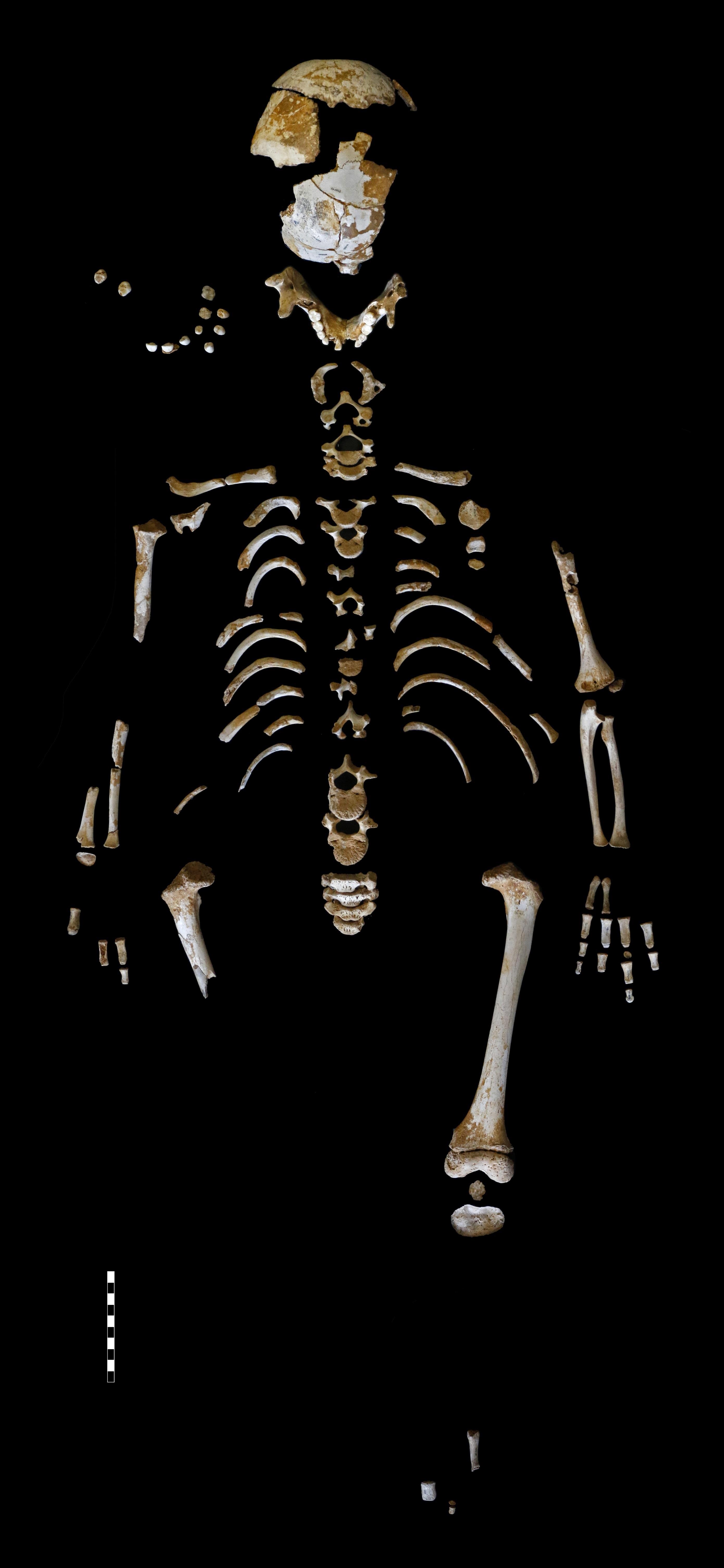 Esqueleto de niño neandertal de 7 años, encontrado en El Sidrón (Asturias) | MNCN-CSIC ep esqueletonino neandertal7 anos encontradosidron asturias