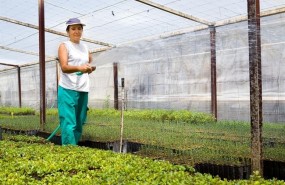 ep notaprensa agricultura invernaderos cadizsevilla