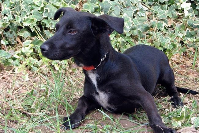 ep perritoadopcioncentro zoosanitariomalaga