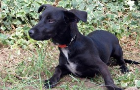 ep perritoadopcioncentro zoosanitariomalaga