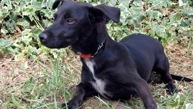 ep perritoadopcioncentro zoosanitariomalaga