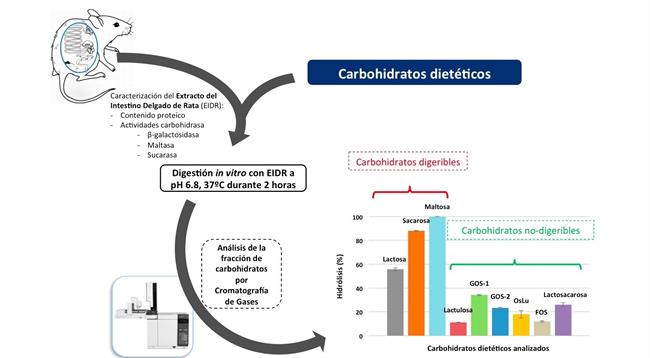 Uam. Modelo In Vitro Para Evaluar La Digestibilidad De Carbohidratos Dietéticos | UNIVERSIDAD AUTÓNOMA DE MADRID ep uam modelo in vitroevaluardigestibilidadcarbohidratos dieteticos