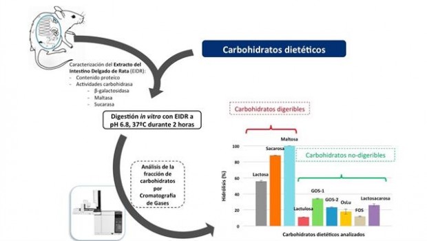ep uam modelo in vitroevaluardigestibilidadcarbohidratos dieteticos