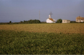 ep campo de arroz en imagen de archivo