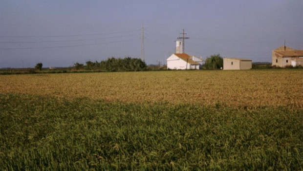 ep campo de arroz en imagen de archivo