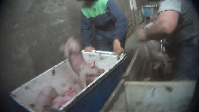 Cerdos maltratados en granjas | IGUALDAD ANIMAL ep cerdos maltratadosgranjas