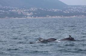 ep delfines mulares frente a la costa de denia