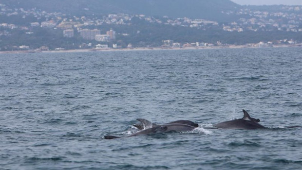 ep delfines mulares frente a la costa de denia