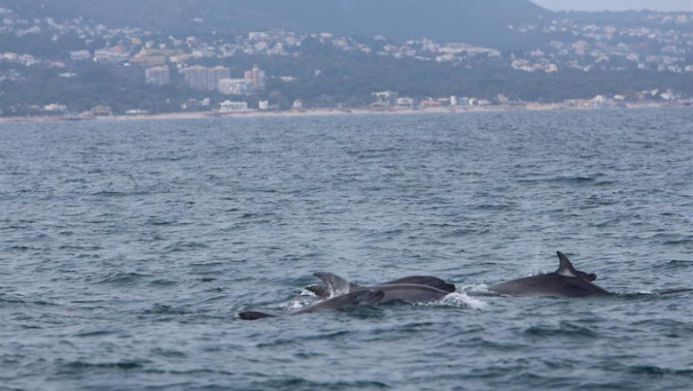 Delfines mulares frente a la costa de Dénia. | AYTO DÉNIA ep delfines mulares frente a la costa de denia