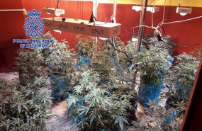 ep policia nacional detiene a dos personas en una asociacion de cannabis que albergaba una