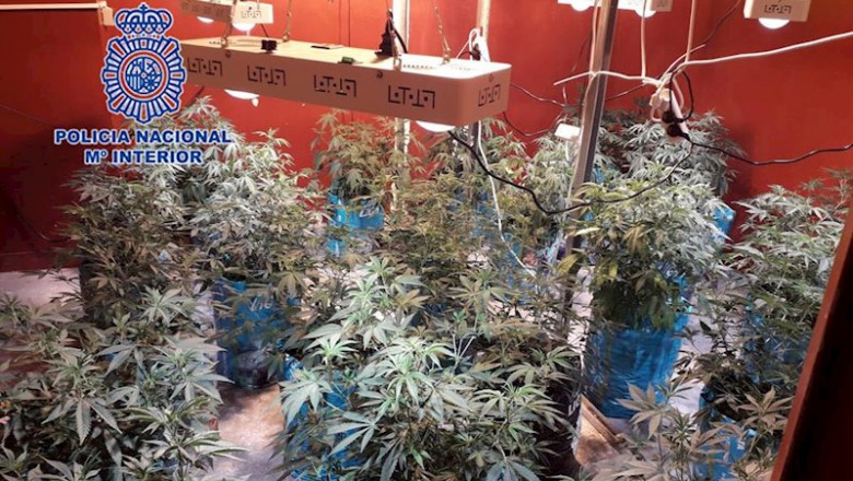 Policía Nacional detiene a dos personas en una asociación de cannabis que albergaba una plantación de marihuana en su interior | POLICÍA NACIONAL ep policia nacional detiene a dos personas en una asociacion de cannabis que albergaba una
