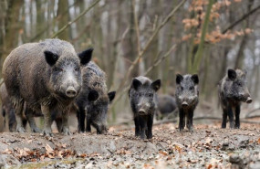 ep una piara de jabalies