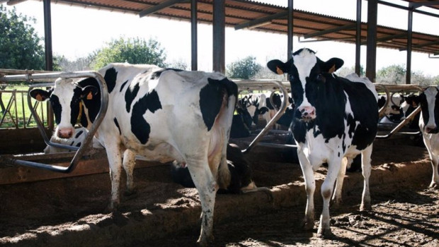 ep vacas en menorca