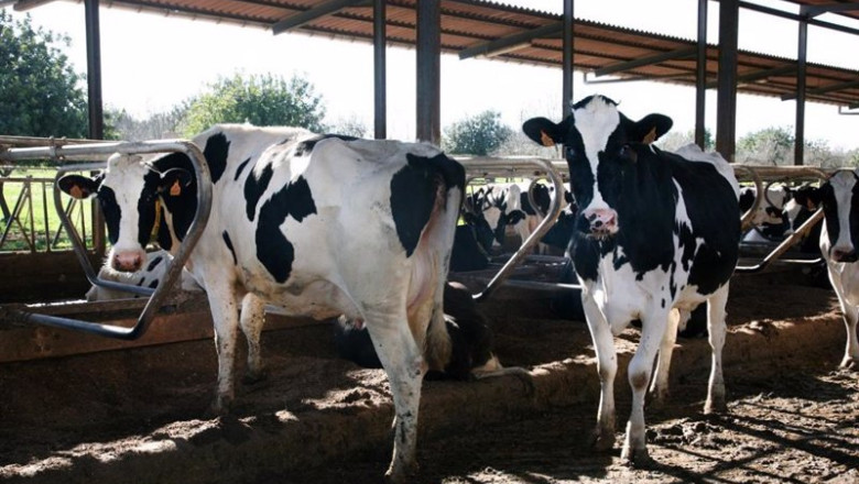 ep vacas en menorca