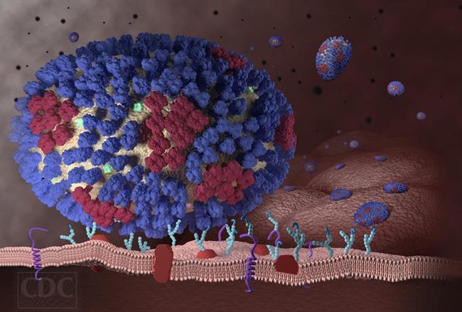 Virus de la gripe | CDC - Archivo ep virusla gripe